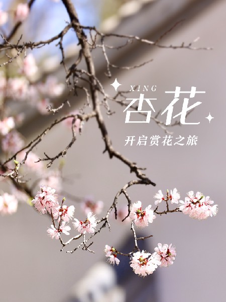 追花指南第六期！杏花雨 楊柳風(fēng) 北京最美的杏花在這里