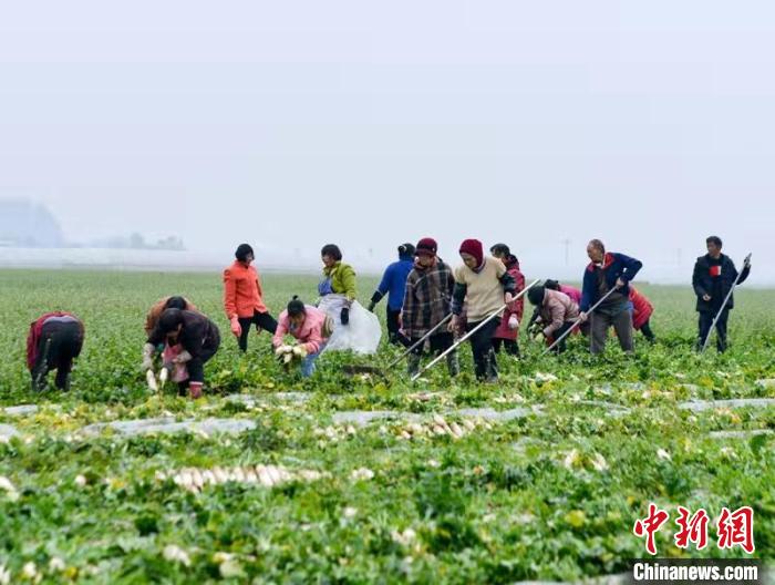 蔬菜基地工人正搶抓農(nóng)時(shí)采收蘿卜?！?汪澤民 攝