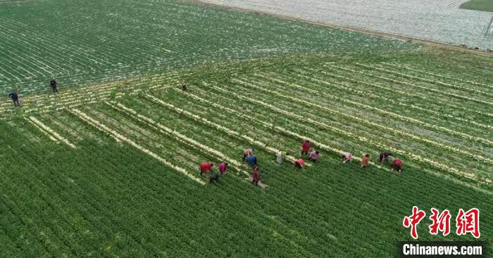 蔬菜基地工人正搶抓農(nóng)時(shí)采收蘿卜。　 彭圣洲 攝