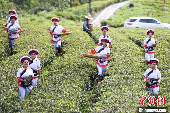 白族村民走進(jìn)茶園采摘?！钊A峰 攝