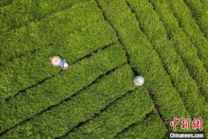 茶農(nóng)正在采摘新鮮茶葉。　唐哲 攝