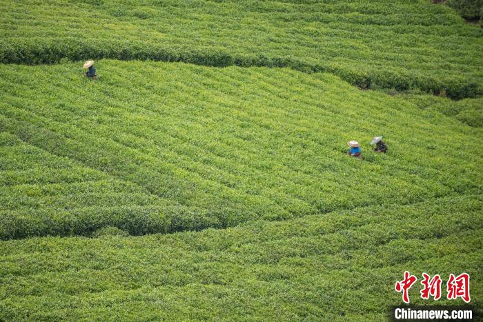 茶農(nóng)采摘谷雨茶。　唐哲 攝