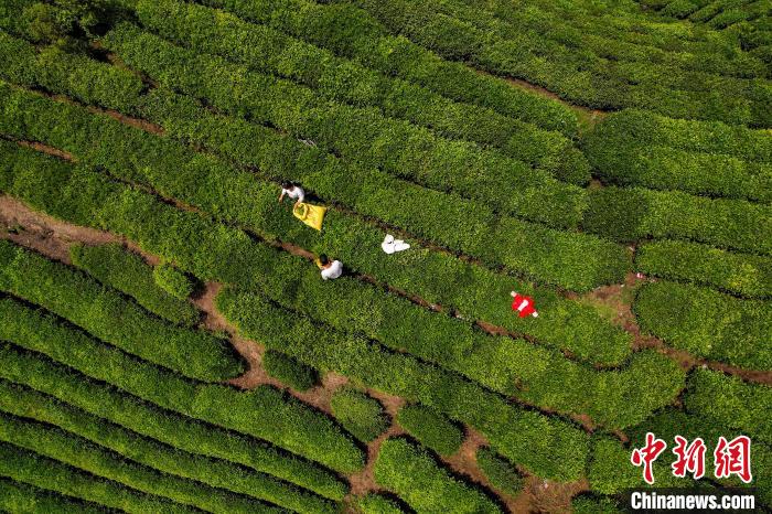 茶農(nóng)正在采摘新鮮茶葉?！√普?攝