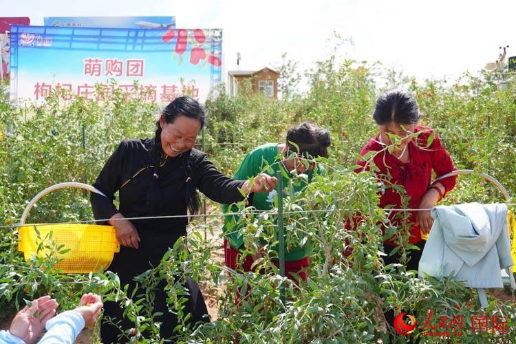 中寧縣來自西海固的移民大姐們一邊采摘新鮮枸杞一邊歌唱，笑由心生。人民網(wǎng)記者 何蒨攝