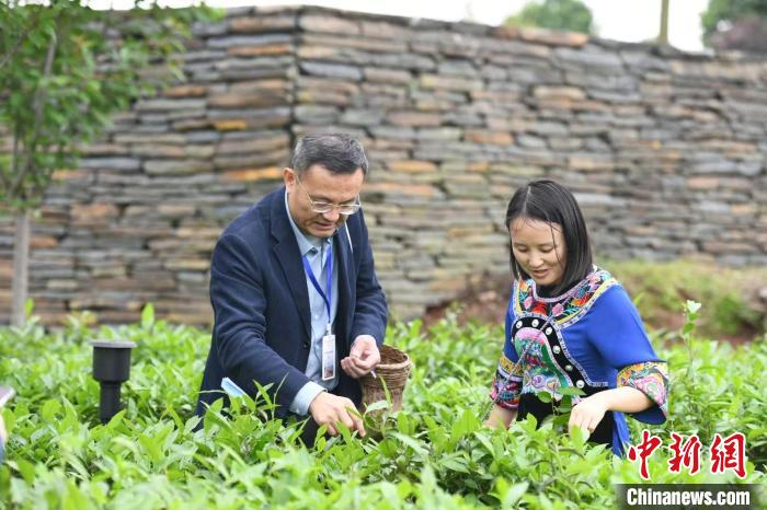 東盟國家媒體記者在辰龍關(guān)茶園采茶?！钊A峰 攝