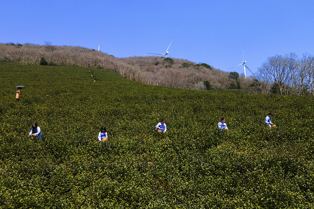 茶農(nóng)們搶抓晴好天氣采摘春茶。楊云中攝