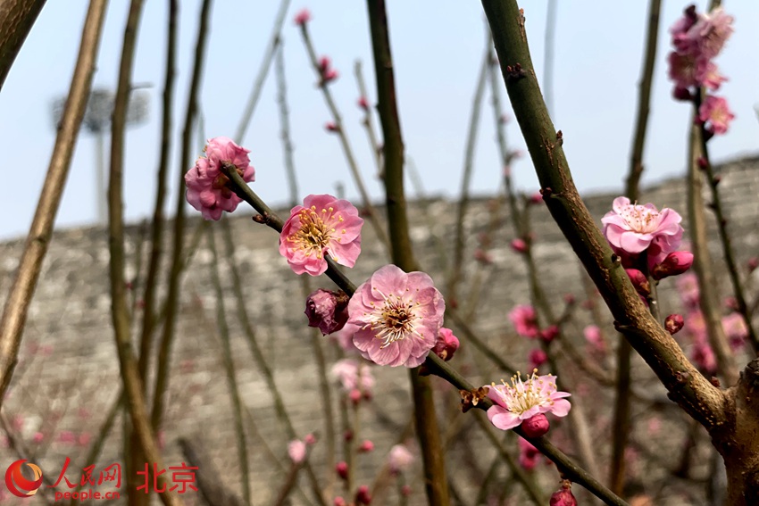 明城墻遺址公園梅花初綻。 人民網(wǎng) 池夢(mèng)蕊攝