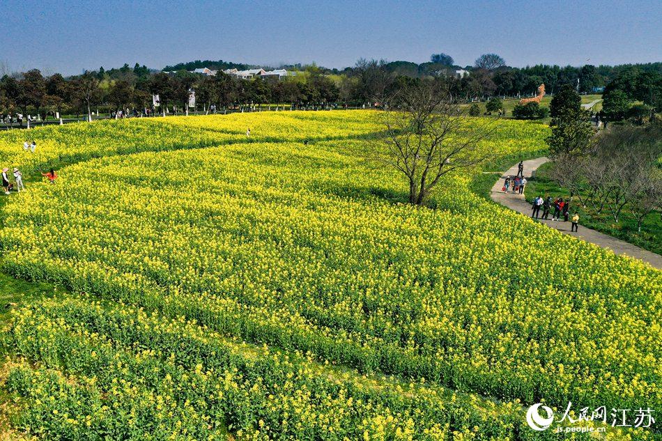 高淳區(qū)椏溪國際慢城桃花扇廣場油菜花田。劉列攝