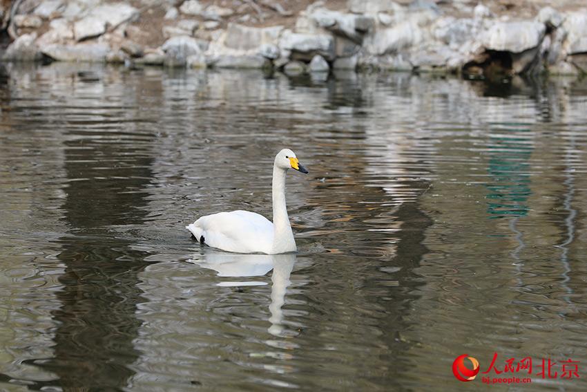 北京動物園水禽湖上，水鳥游弋其中，傳遞春的消息。人民網(wǎng) 尹星云攝