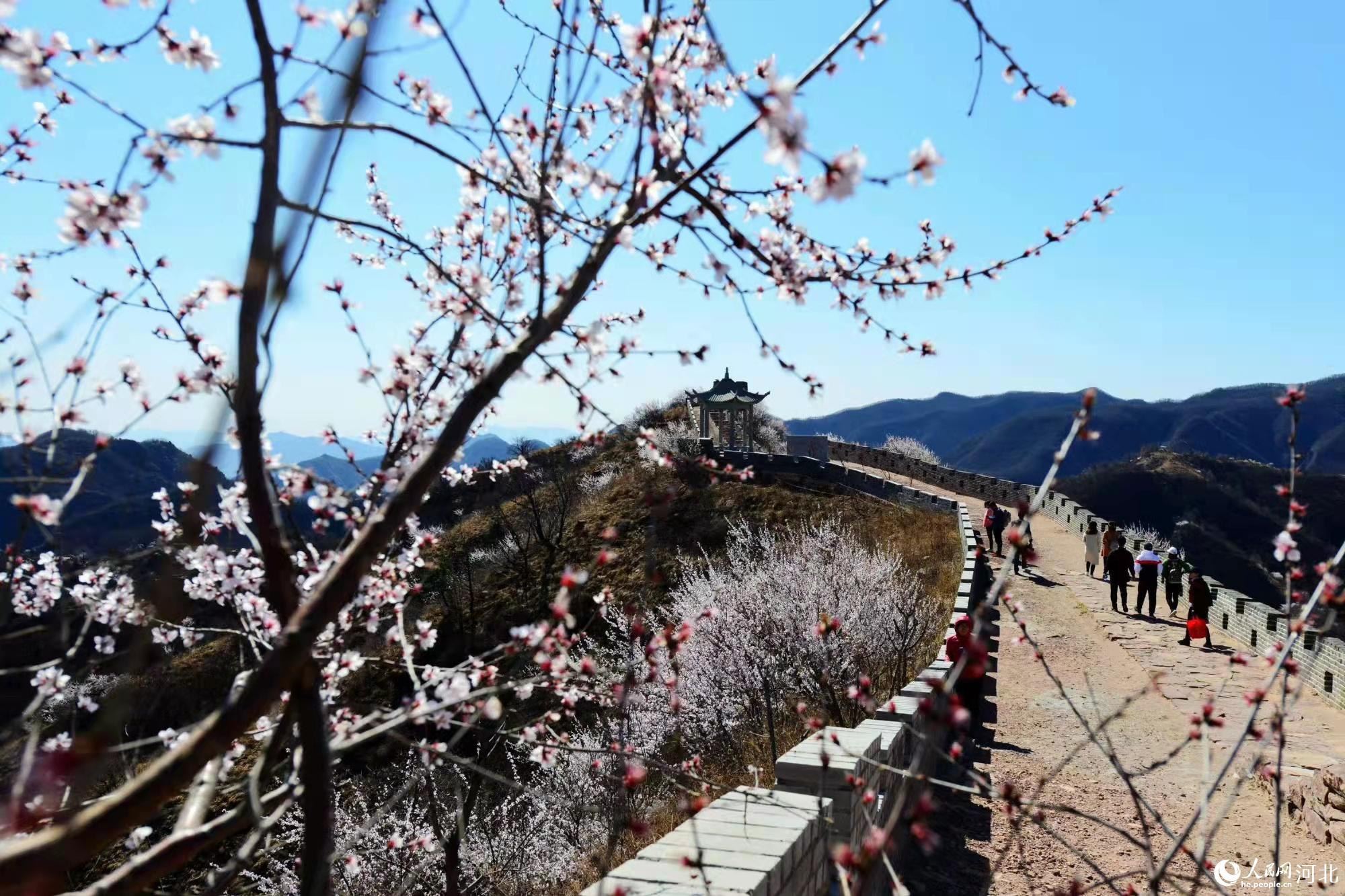 邢臺(tái)九龍峽景區(qū)鮮花盛開(kāi)。 馬健攝