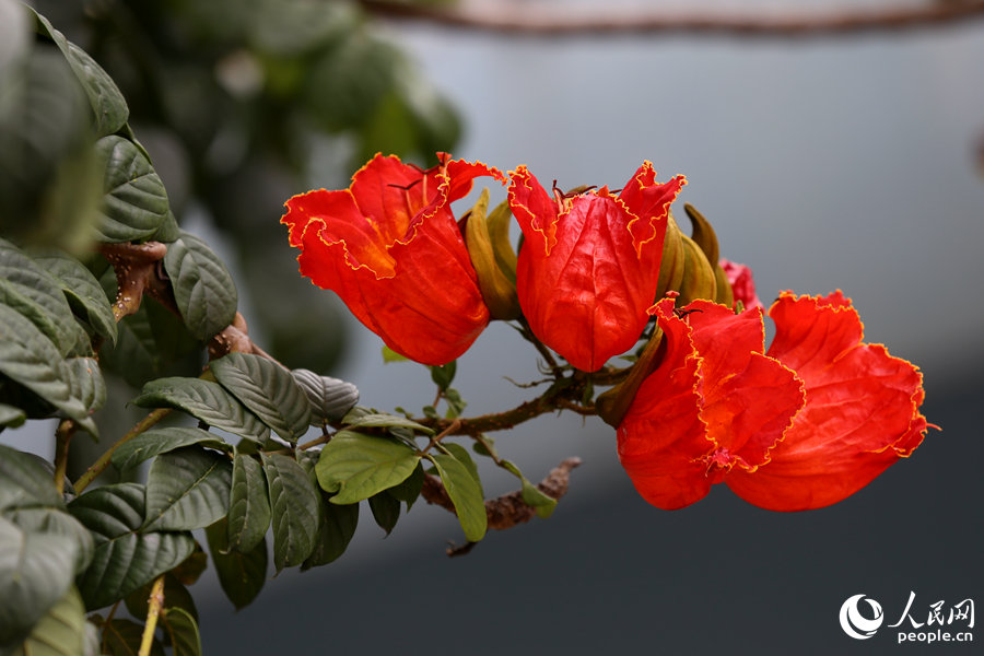 火焰木花朵呈紅色或橙紅色。人民網(wǎng) 陳博攝