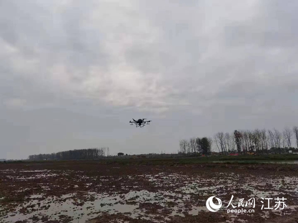 勝利圩高標準農田進行無人機水稻播種。陽江鎮(zhèn)供圖