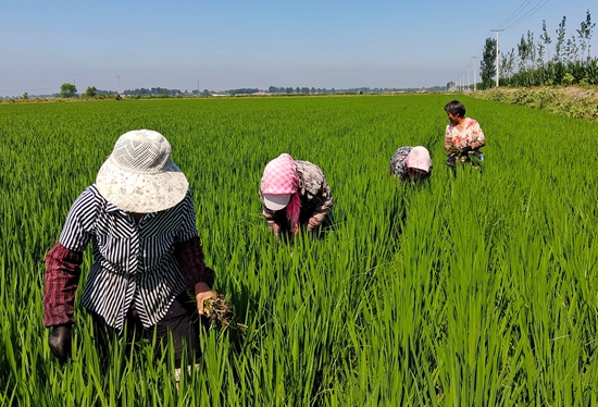 7月15日，農(nóng)民在河北省玉田縣石臼窩鎮(zhèn)王家樓村稻田勞作。 張仁杰攝