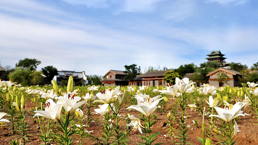 北京世園公園百合陸續(xù)盛放。（北京世園公園供圖）