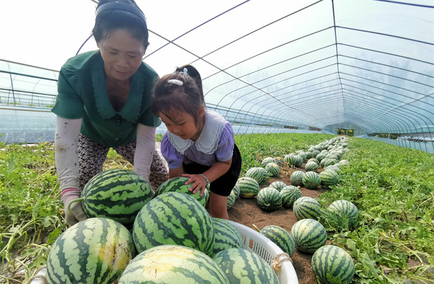 在北辰區(qū)雙街鎮(zhèn)的西瓜種植基地內(nèi)，種植農(nóng)戶們正忙著采收。陳立興攝