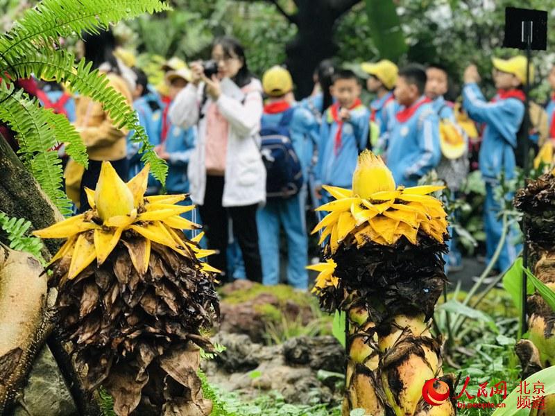 植物館里的地涌金蓮。地涌金蓮原產(chǎn)中國(guó)云南，為中國(guó)特產(chǎn)花卉。人民網(wǎng) 董兆瑞攝