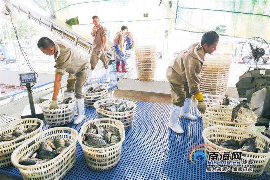 海南勤富食品有限公司工人將剛捕撈的羅非魚(yú)進(jìn)行分裝加工。海南日?qǐng)?bào)記者 張茂 攝