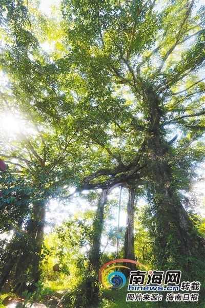 百花嶺雨林文化旅游區(qū)內(nèi)的百年古榕樹。海南日報記者 蘇曉杰 攝