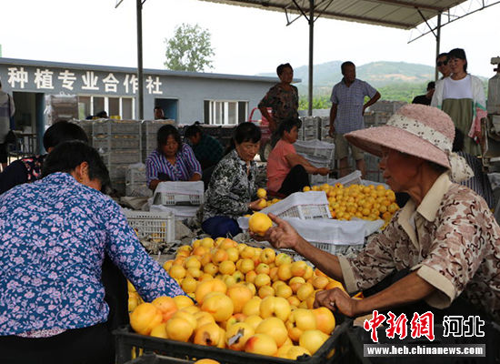 圖為秦皇島市撫寧區(qū)“首屆黃桃文化節(jié)”開幕。 許慧敏 攝