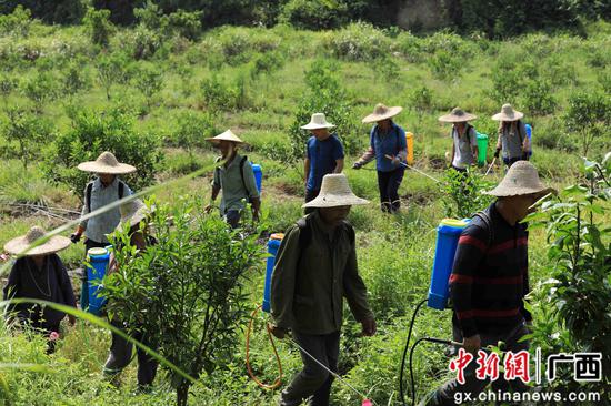 8月18日，在廣西柳州市融安縣大良鎮(zhèn)古蘭村古蘭屯，村民在金桔基地打藥。譚凱興 攝