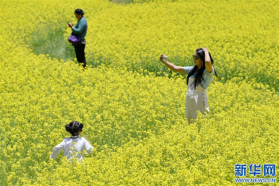 （新華視界）（4）西藏扎囊：油菜花開(kāi)金燦燦