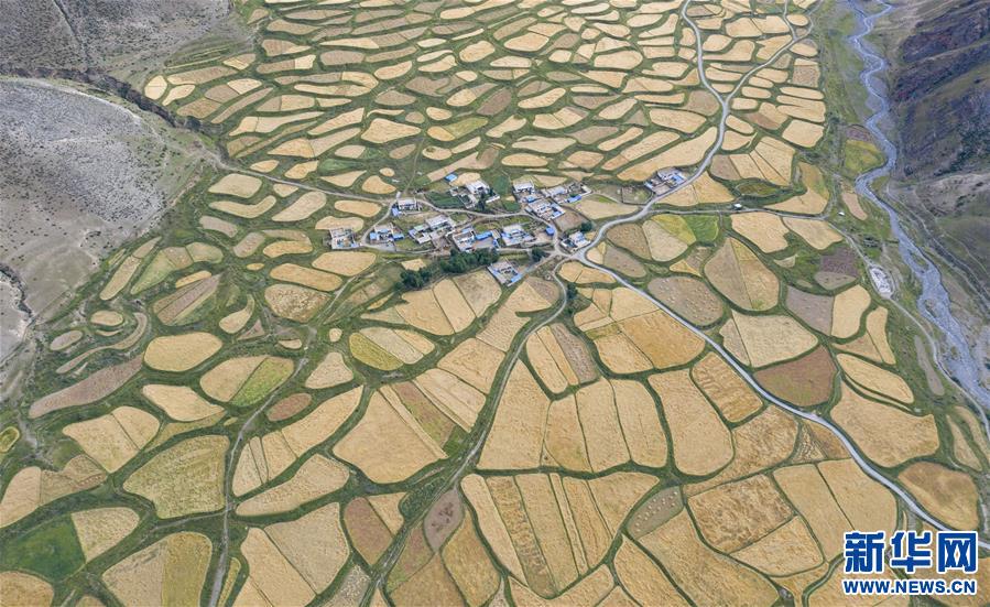 （美麗中國(guó)）（1）拉薩河谷：大地流金迎豐收