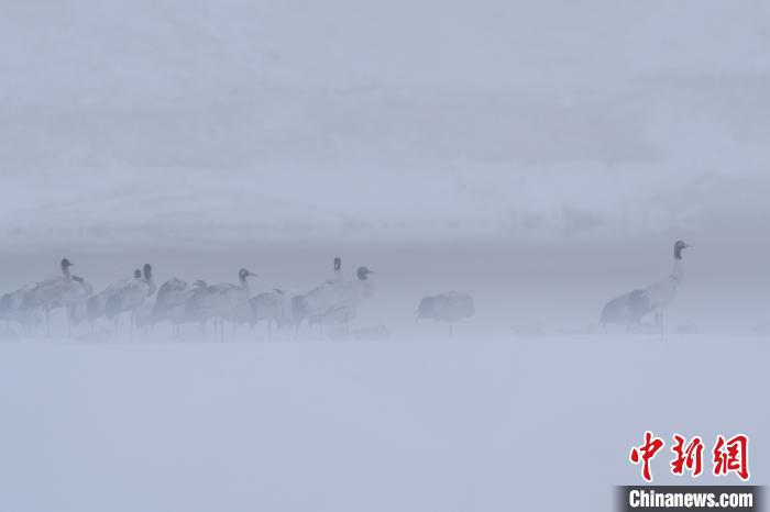 超美！黑頸鶴雪中嬉戲“翩翩起舞”