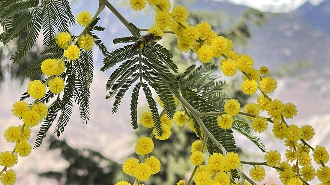 蜜蜂在金合歡花枝上休憩。