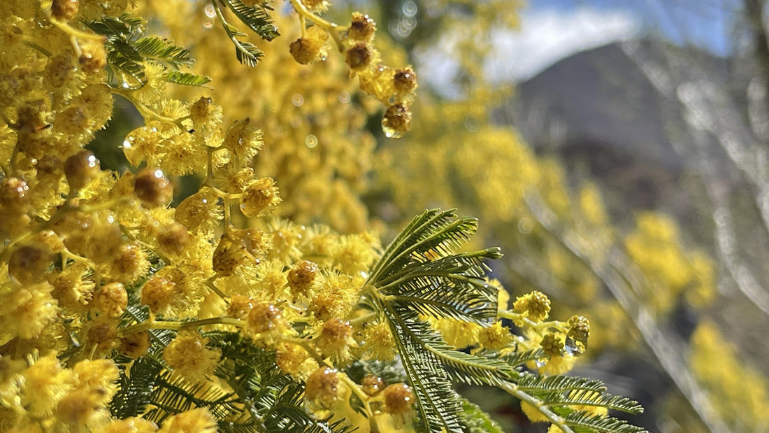 清晨帶著露珠的金合歡花。