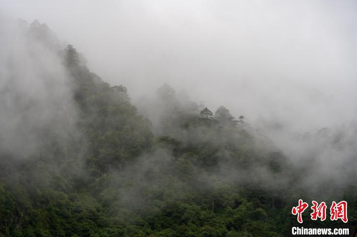 雨后勒布溝的云霧。　江飛波 攝