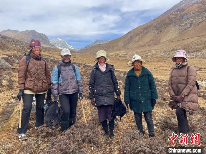 藏族阿佳們涂上自制防曬“面膜”上山找蟲草。　冉文娟 攝