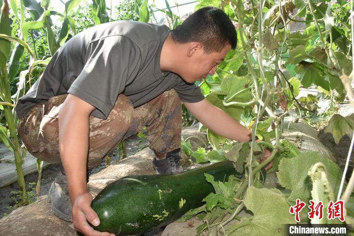 圖為阿里軍分區(qū)某邊防團官兵在溫室摘菜?！￡悋[岳 攝