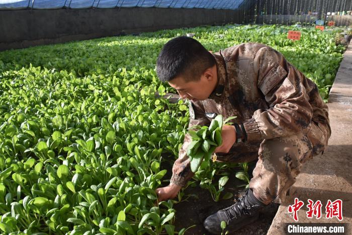 圖為阿里軍分區(qū)某邊防團官兵在溫室摘菜?！￡悋[岳 攝