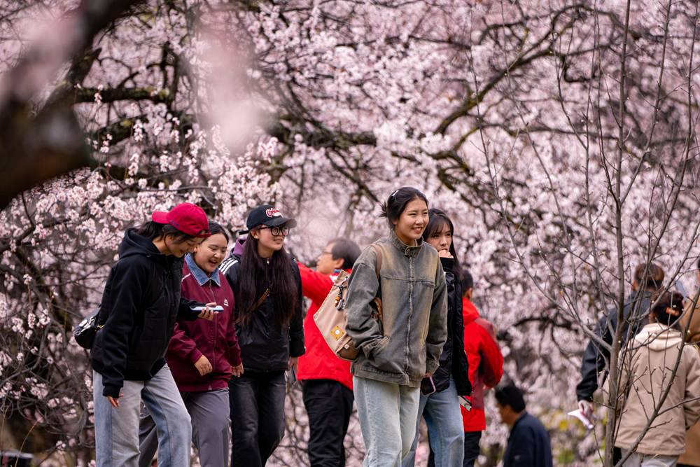 桃花盛開惹人醉，八方游客賞花來。徐馭堯攝