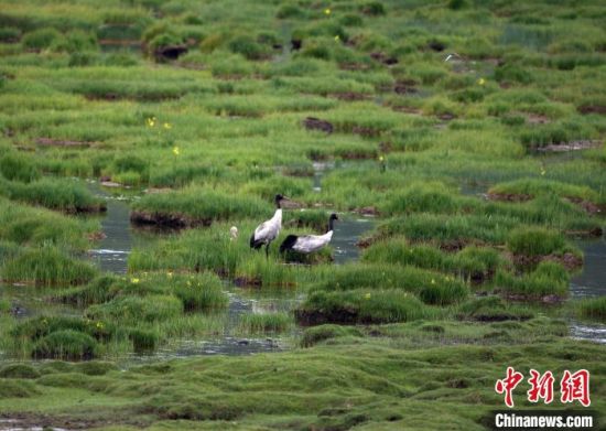 圖為祁連山國家公園青海片區(qū)內(nèi)的黑頸鶴?！∑钸B山國家公園青海省管理局供圖 攝