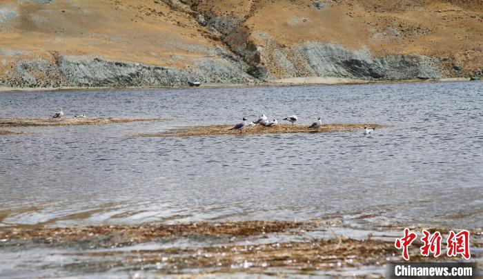 圖為瑪旁雍錯濕地棲息的水鳥?！≮w朗 攝