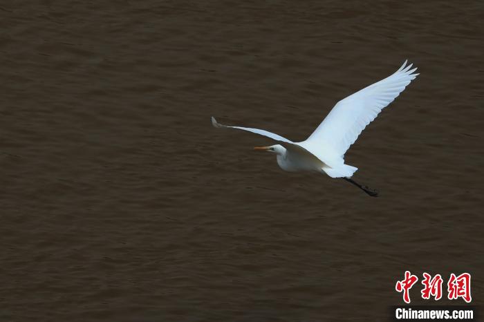 青?！澳赣H河”湟水水質改善引鷺鳥嬉戲