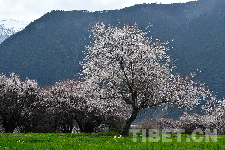 林芝雅魯藏布大峽谷景區(qū)桃花盛開(kāi)攝影：王媛媛.jpg