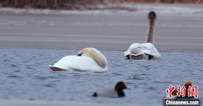 圖為疣鼻天鵝水面休憩。　青海國(guó)家公園觀鳥(niǎo)協(xié)會(huì)供圖 攝