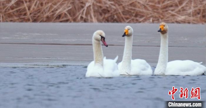 圖為疣鼻天鵝與大天鵝?！∏嗪?guó)家公園觀鳥(niǎo)協(xié)會(huì)供圖 攝