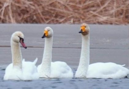 圖為疣鼻天鵝與大天鵝?！∏嗪夜珗@觀鳥協(xié)會供圖 攝