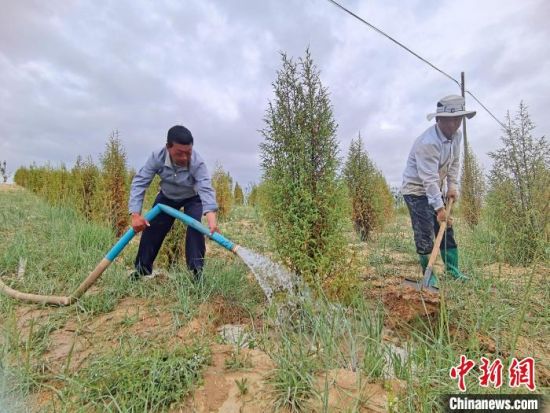 圖為扎西和村民給樹澆水?！∑钤鲚怼z