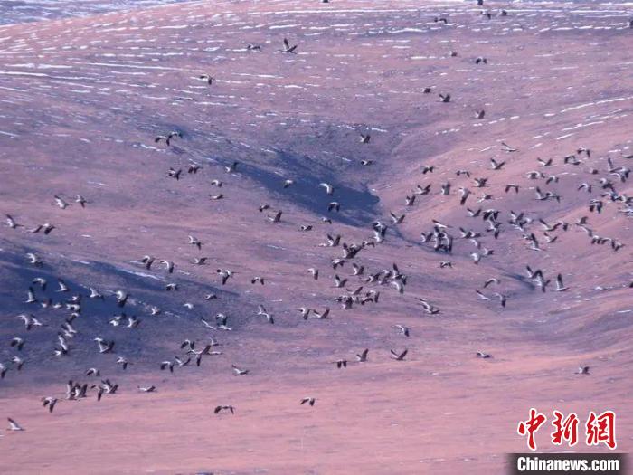 圖為黑頸鶴翔集于青海嘉塘草原上。　青海省玉樹藏族自治州稱多縣委宣傳部供圖