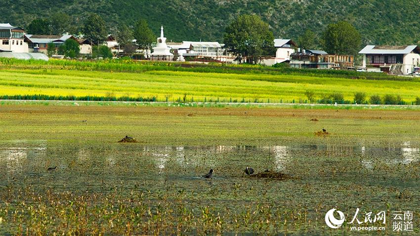 納帕海成為鳥類遷徙停留地。呂昊辰攝