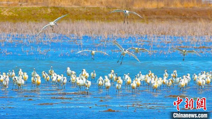 沿海濕地，鳥類天堂?！←}城市委宣傳部供圖