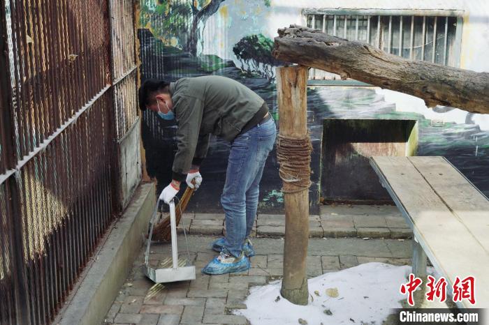 圖為雪豹“奶爸”史壽軍正在打掃豹館衛(wèi)生?！●R銘言 攝