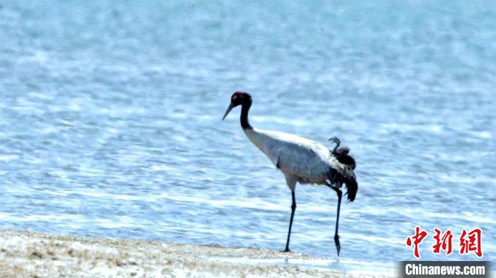 圖為黑頸鶴在青海湖畔散步?！《砣詹囟?攝