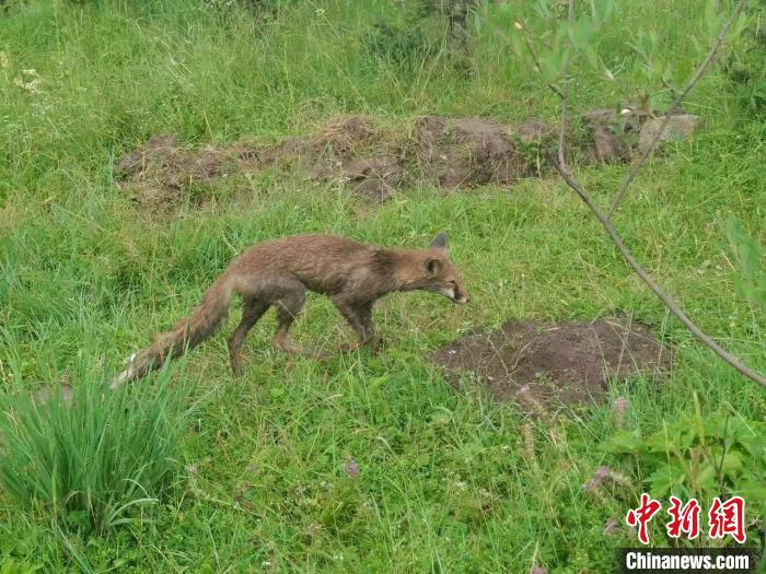 青?；ブ骄戎鷩叶壉Ｗo野生動物赤狐