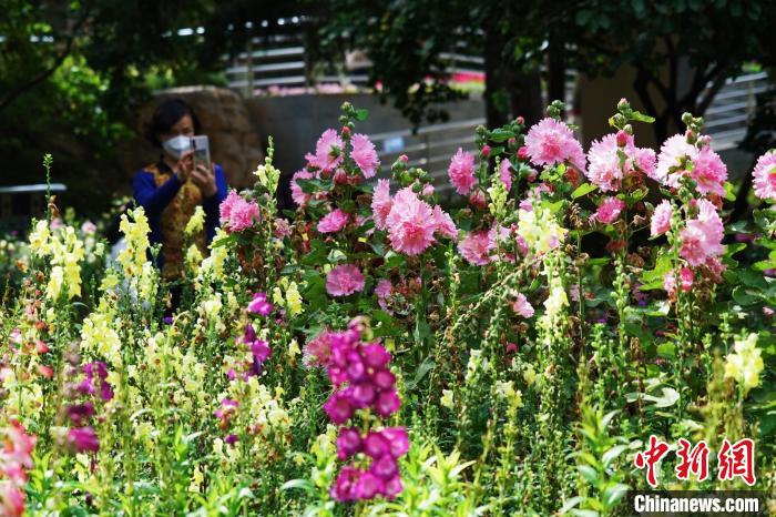 圖為市民在西寧園林植物園內(nèi)賞花拍照。　馬銘言 攝