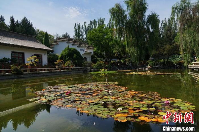 圖為西寧園林植物園秋日風(fēng)景別有韻味。　馬銘言 攝